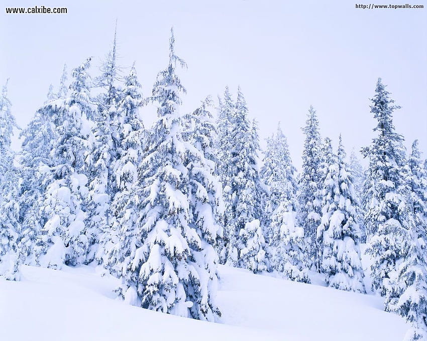 Naturaleza: Winterscape, nr. 8341, paisajes invernales fondo de pantalla