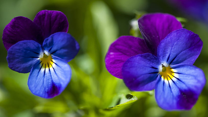 Closeup bunga tiga warna Viola 3840x2160, close-up pansy Wallpaper HD