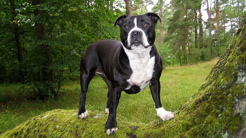 Black, Pitbull, Dog, Background, , Lovely, black pitbull HD wallpaper