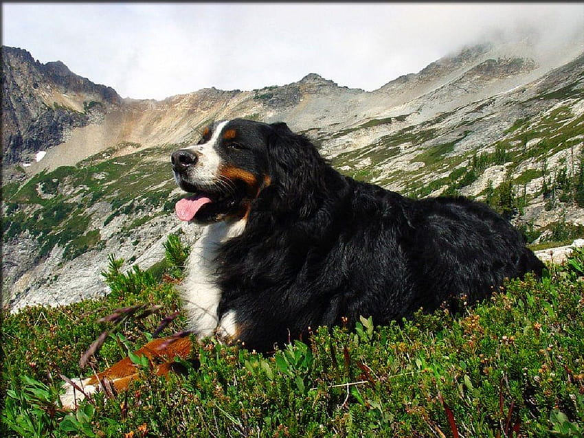 bernese mountain dog HD wallpaper