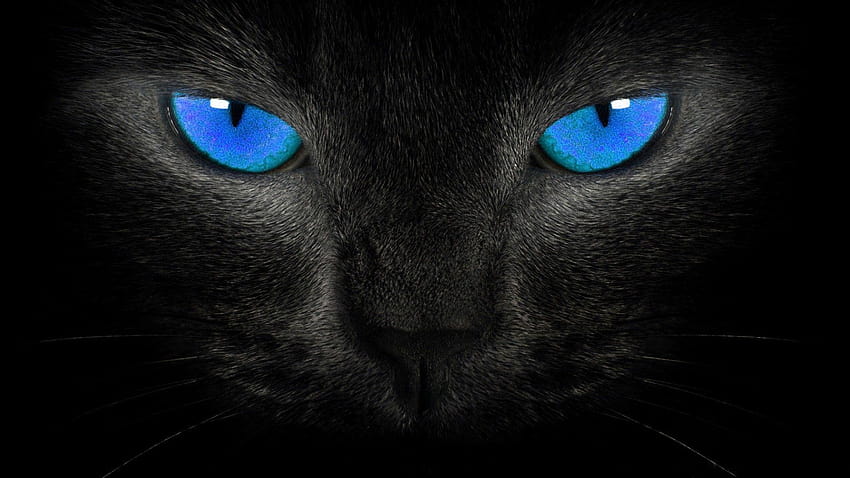 Yeux de chat noir Fond d'écran HD