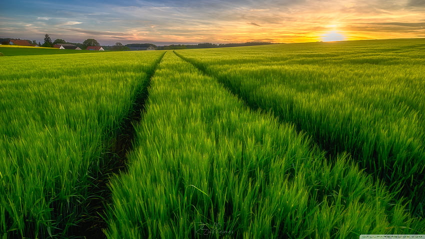 Зелено поле, пролетни ултра фонове, селско стопанство HD тапет