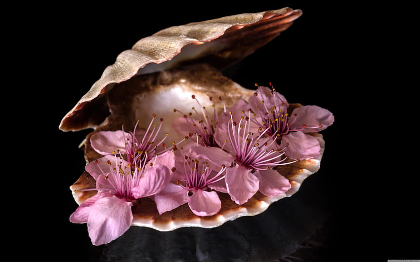 Martwa natura grafika Blossom Flowers ❤, martwa natura z kwiatami Tapeta HD