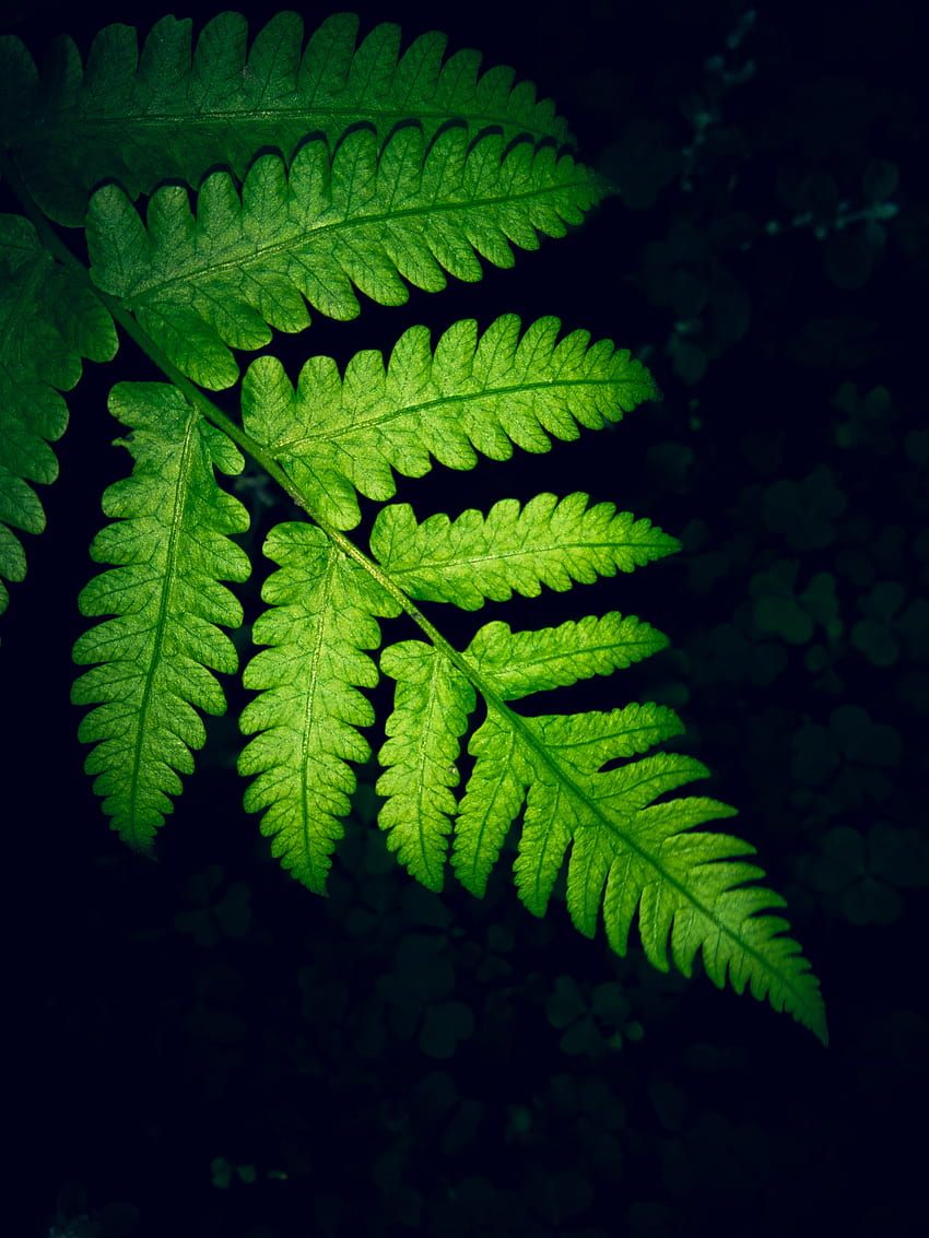 Close, green fern leaf HD phone wallpaper