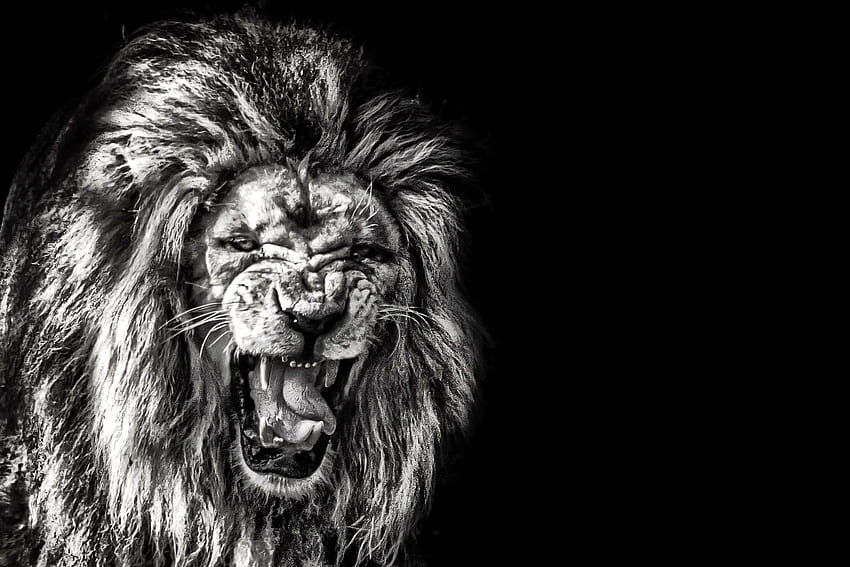 Grayscale of roaring lion, lion roar HD wallpaper