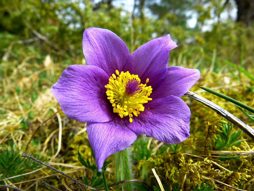 Purple and White Flower Surrounded by Green Grass · Stock, pasque flower HD wallpaper