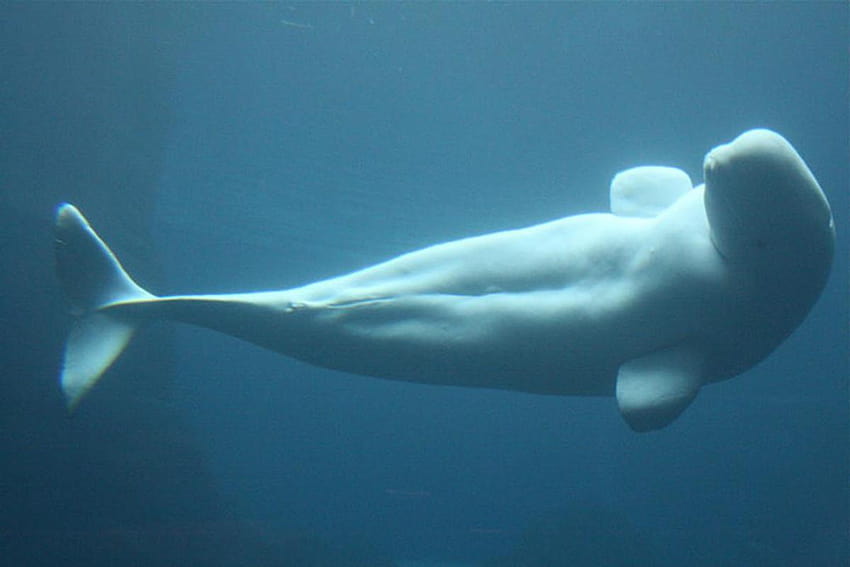 Beluga Whale for Android HD wallpaper