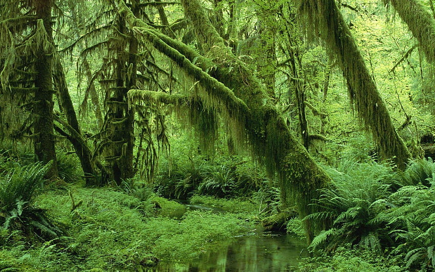 Moos und Farn bedeckte Waldbäume, Waldmoos HD-Hintergrundbild