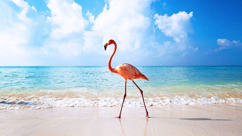 HOLBOX PLUS TOUR & PASSION ISLAND – Cancun Priceless Tours HD wallpaper