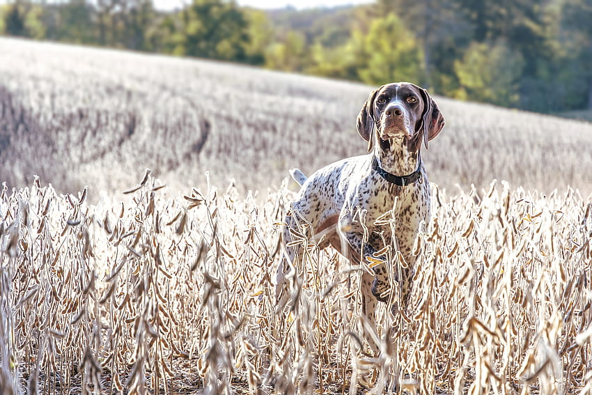 Interesting facts about German Shorthaired Pointers, german short tail pointer HD wallpaper