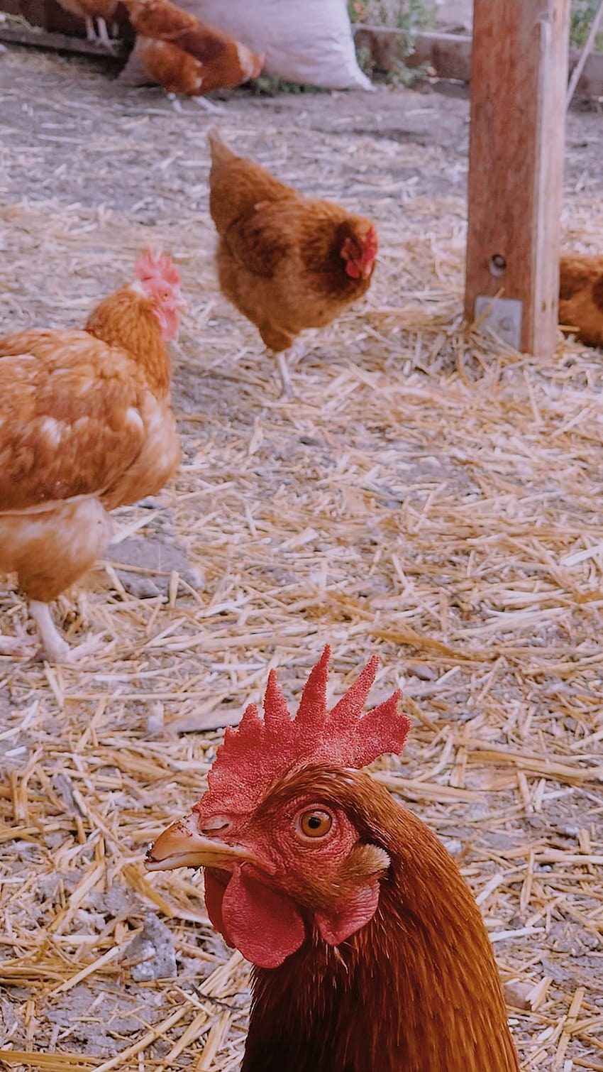 Eggs Chicken, autumn rooster HD phone wallpaper