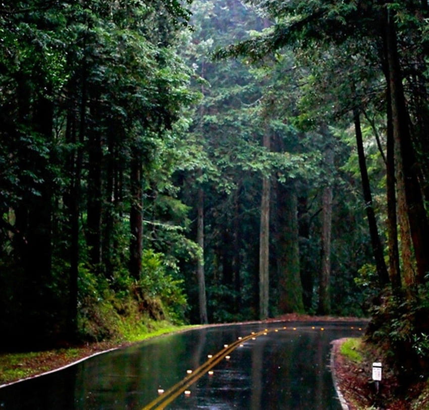 Forests Rain Forest Tumblr Road Nature Forests, raining forest HD wallpaper