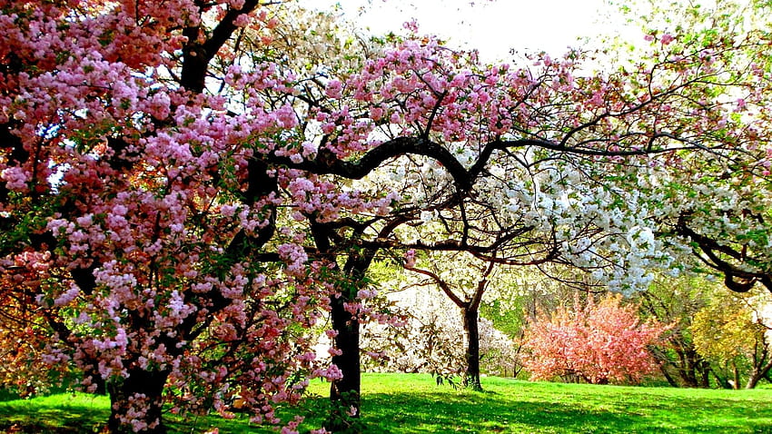 colori, naturale, giardino, sfondi Mac, sole, cellulare, aria fresca, bellezza, natura, primavera, albero, di, paesaggio Sfondo HD