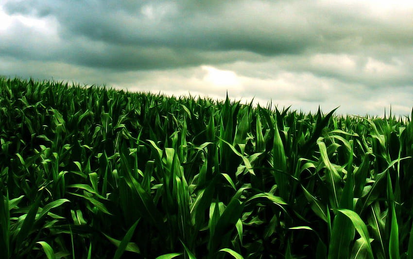 Green corn field HD wallpaper