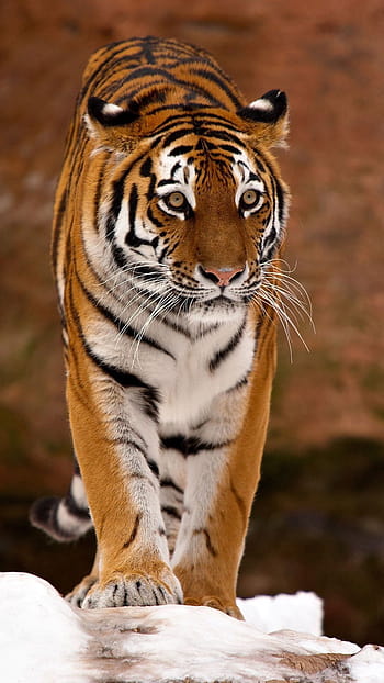 Innocent & Intense Tiger Live Wallpaper - 4K - free download