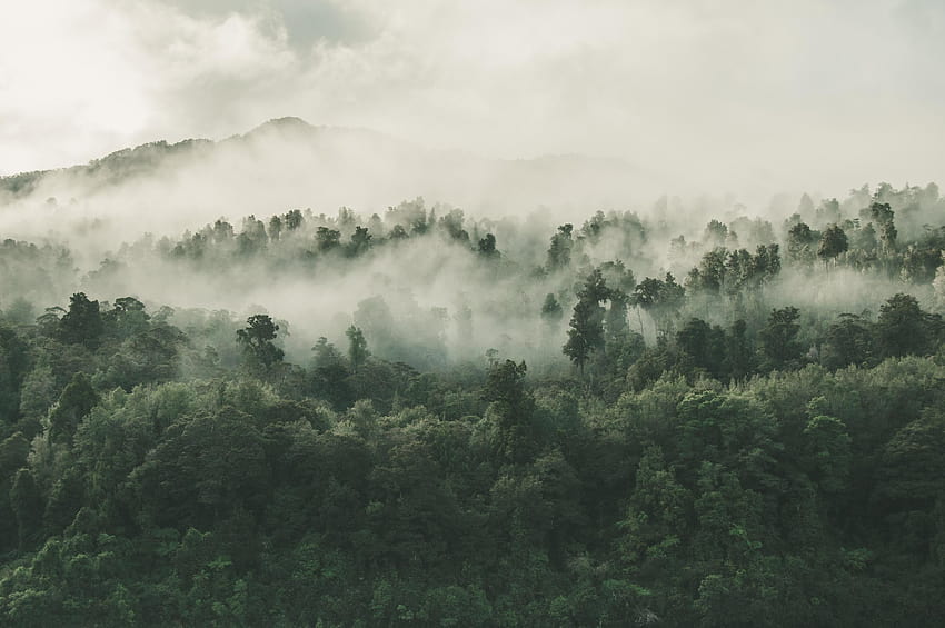 13297 rainforest backgrounds, rainforest fog HD wallpaper