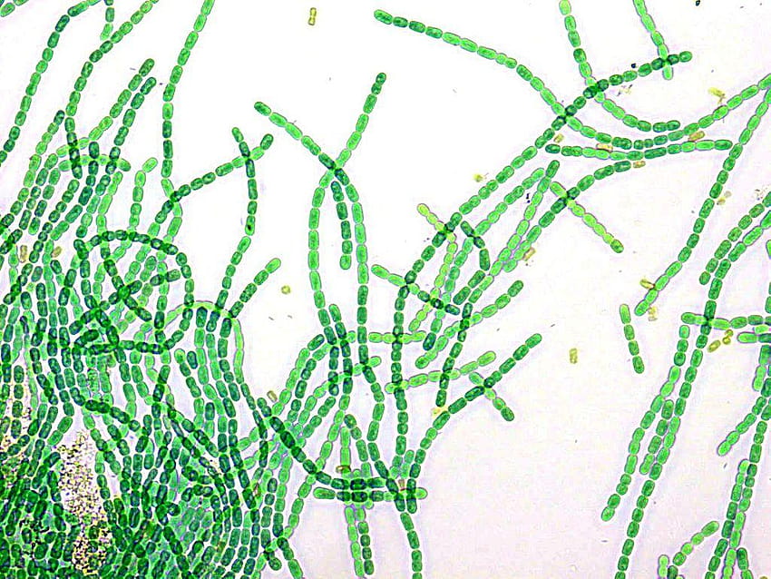 filamentöses Cyanobakterium nostoc sp. 1, Cyanophyta HD-Hintergrundbild