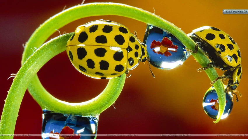 Twenty Two Spotted Ladybird Beetles HD wallpaper