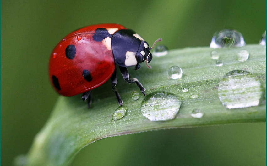 Cute Ladybird. Android for, ladybird beetle HD wallpaper