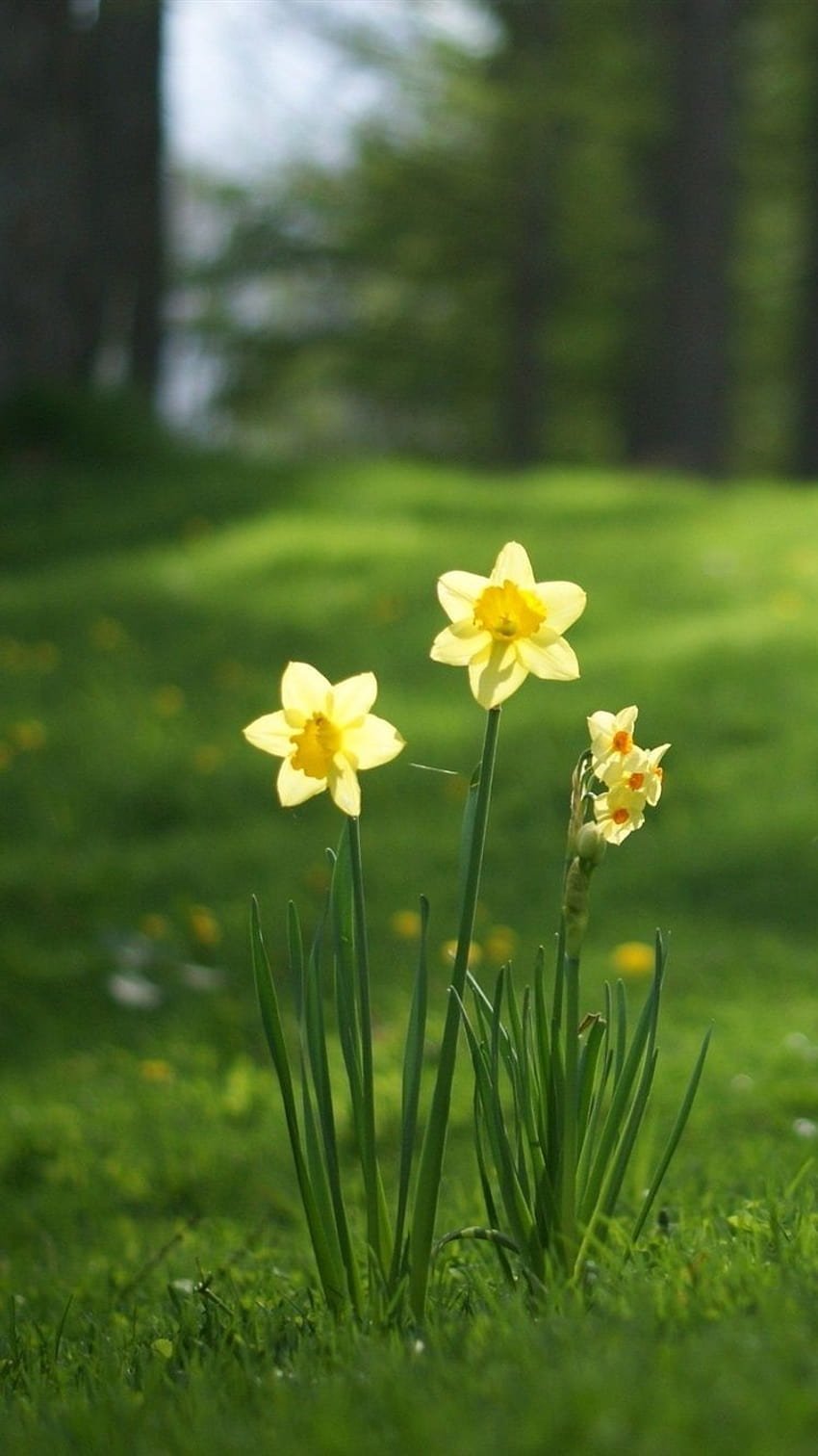 Daffodil, rumput 750x1334 iPhone 8/7/6/6S, latar belakang, iphone daffodil wallpaper ponsel HD