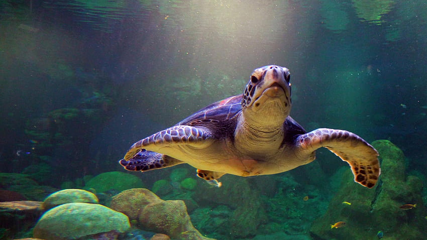 Sea Turtle HD wallpaper | Pxfuel