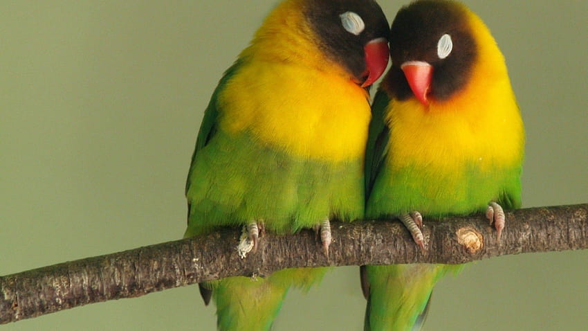 For > Love Bird, lovebirds HD wallpaper
