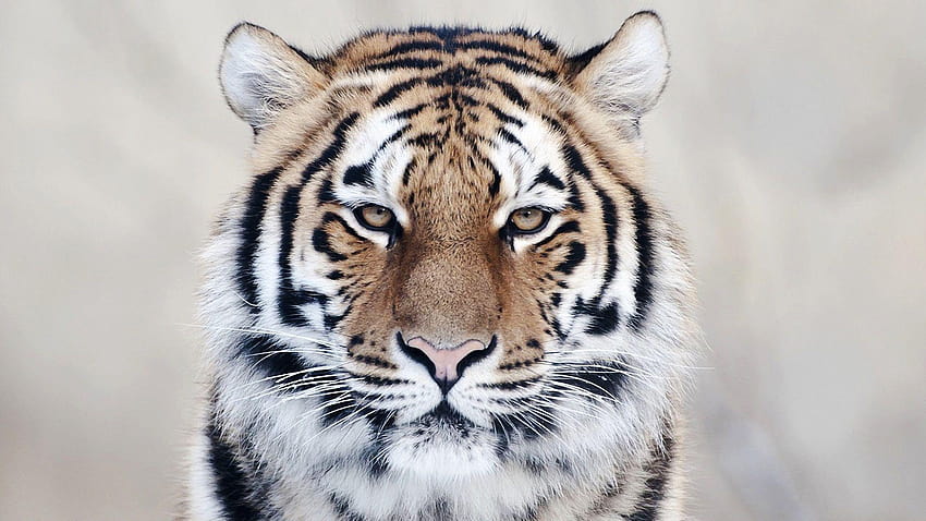 Tigri, ghepardi, leopardi e sfondi Sfondo HD