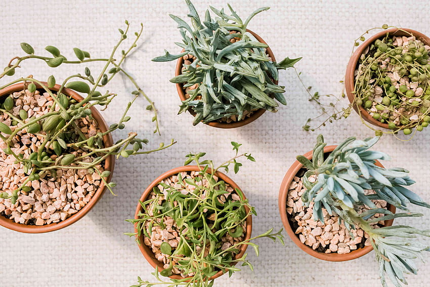 How to Grow and Care for Succulent Senecio Plants, pee senecio HD wallpaper