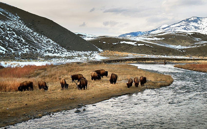 Wild herd of bison, winter bison HD wallpaper