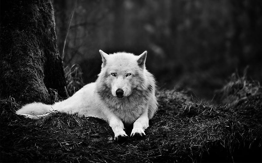 Lobo negro, lobo alfa oscuro fondo de pantalla