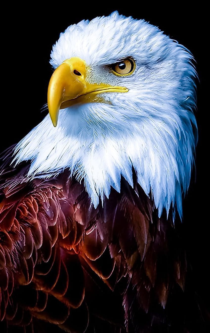 Bald Eagle, American [Haliaeetus leucocephalus], pray u prey HD phone wallpaper