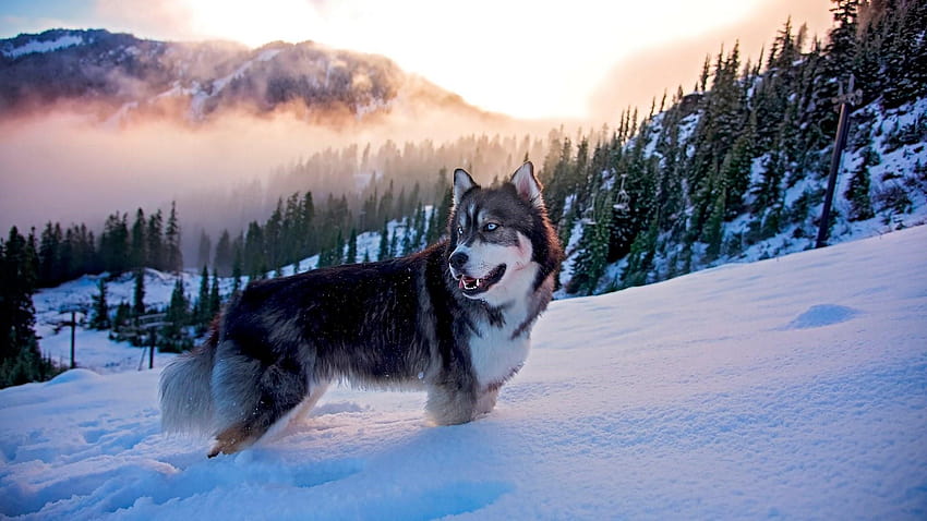 Sibirischer Husky-Hund HD-Hintergrundbild