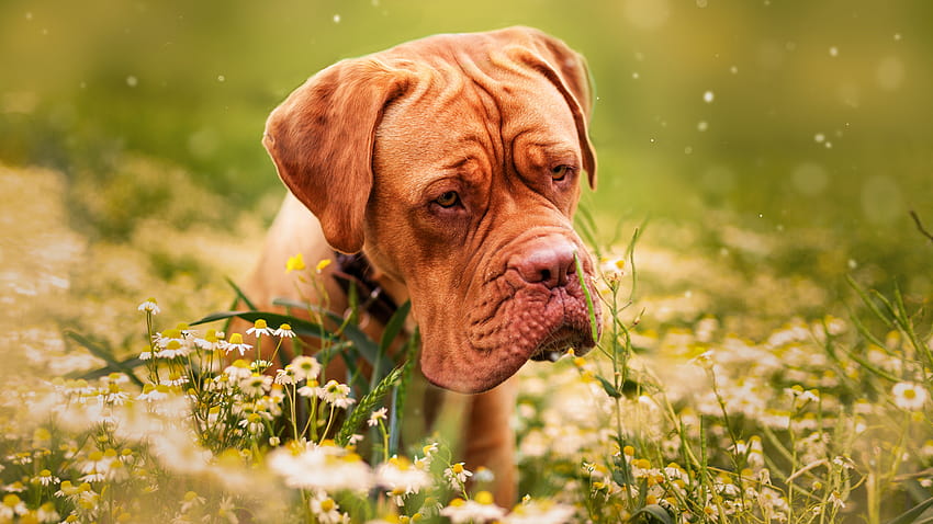 Dogue de Bordeaux フレンチ マステ​​ィフ 犬の鼻 [1600x1066] for your , Mobile & Tablet 高画質の壁紙