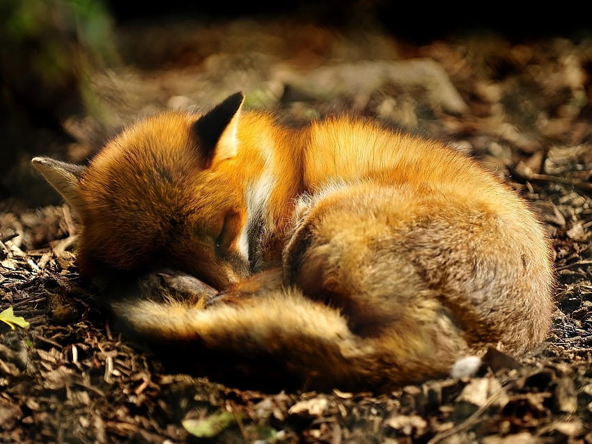 sleeping red fox , jefferson and myths, being corrupt and HD wallpaper