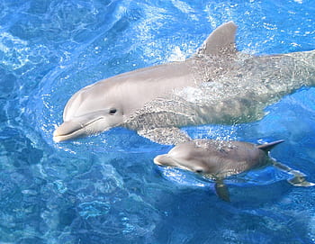 baby dolphin tumblr