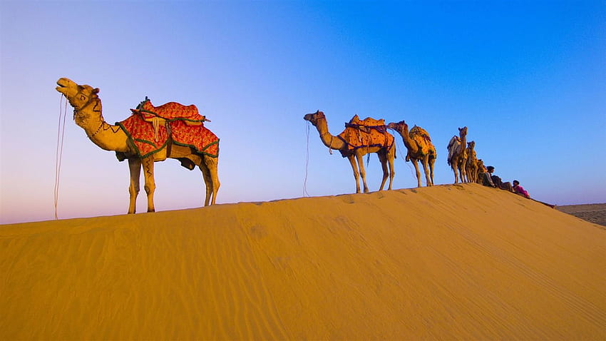 Camel Desert, desert camel HD wallpaper