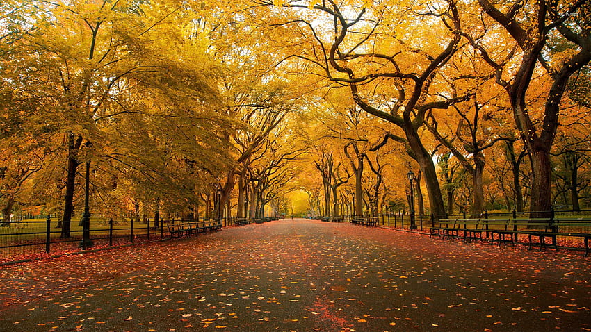 Best Couple in autumn park, park in autumn HD wallpaper | Pxfuel