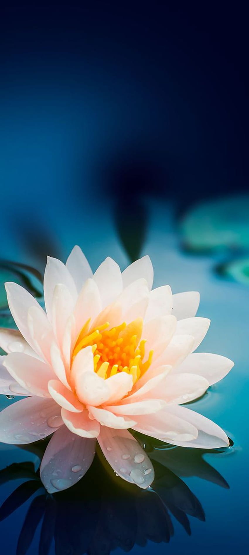 10 That Will Look Perfect On Your Xiaomi Redmi Note 9 Pro, lotus mobile HD phone wallpaper