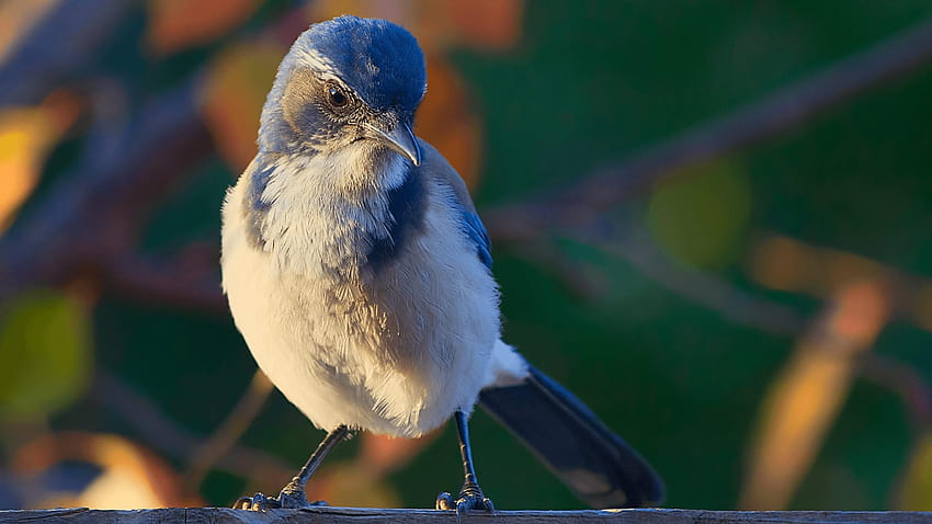 Western Scrub Jay Bird HD wallpaper | Pxfuel