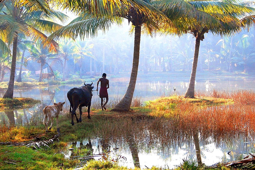 Lakes: Cute Grass Lake Cow Tree Red Kerala Fog Rural India Beauty, android mobile keralam HD wallpaper