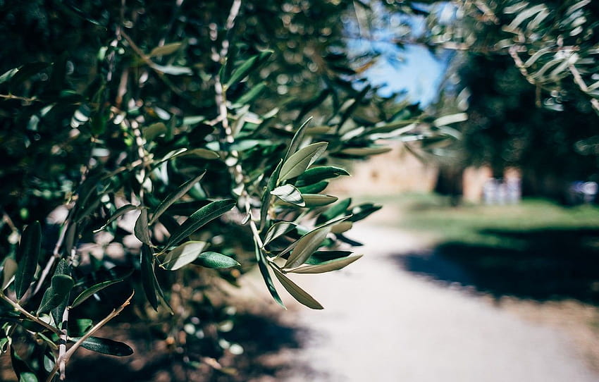 leaves, macro, branches, tree, green, the olive tree HD wallpaper