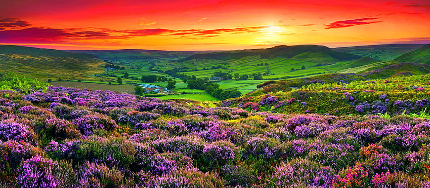 5 Meadow Sunset, flower meadow and sunset HD wallpaper | Pxfuel