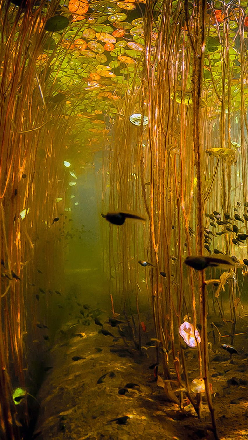 Water Tadpoles Underwater iPhone 8, tranquil river HD phone wallpaper