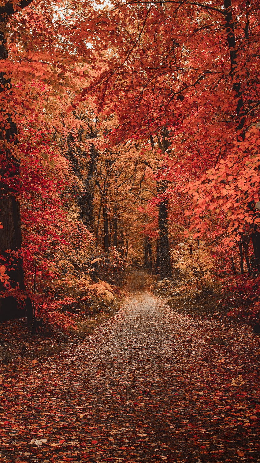 1440x2560 Herbst, Wald, Weg, Laub, Herbstwaldweg HD-Handy-Hintergrundbild