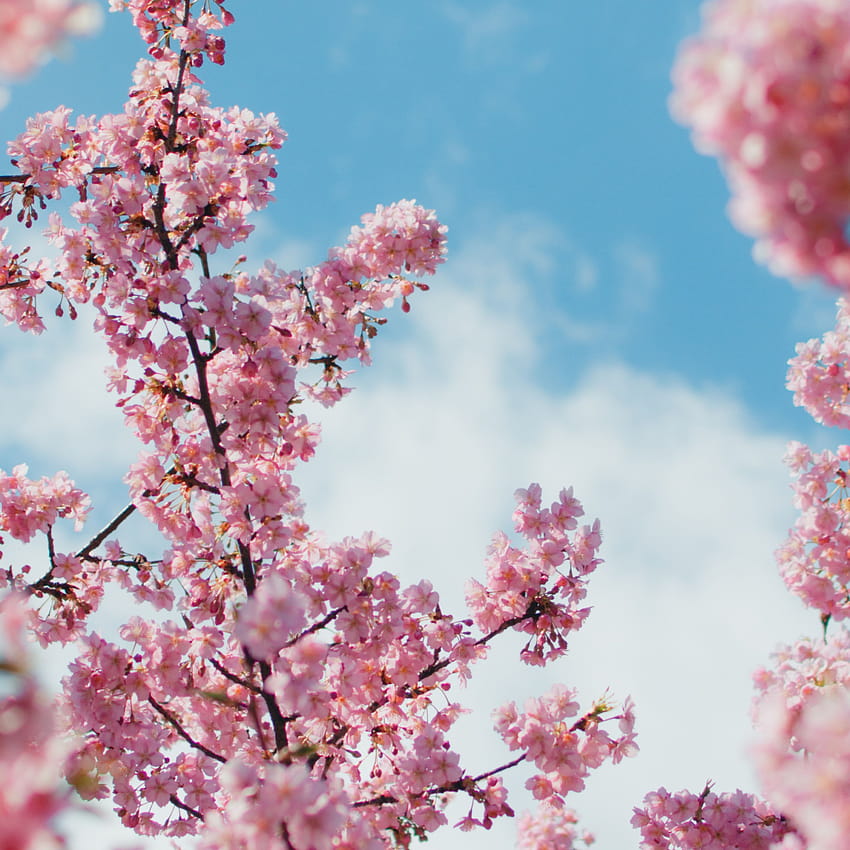 2932x2932 Cherry Blossom Plant Ipad Pro Wyświetlacz Retina , tła i estetyka drzewa wiśniowego Tapeta na telefon HD