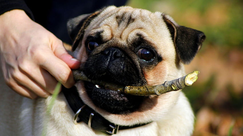 Inspiring Ultra Pug , Backgrounds, cute vodafone dog HD wallpaper Inspiring Ultra Pug , Backgrounds, cute vodafone dog HD wallpaper