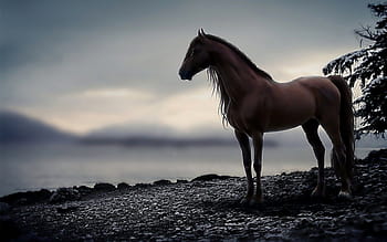 Horses desktop wallpaper Free images pictures and photos