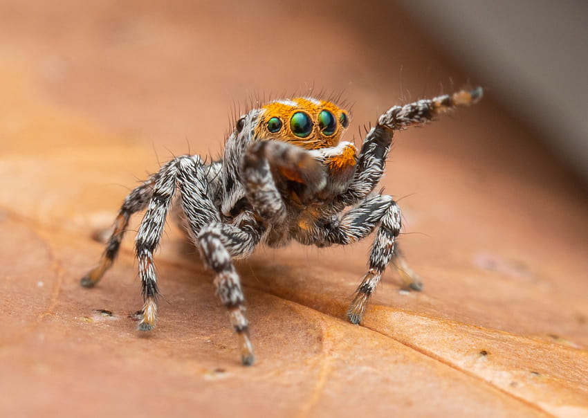 Nemo a trouvé: une nouvelle espèce d'araignée paon dansante nommée, des araignées colorées Fond d'écran HD