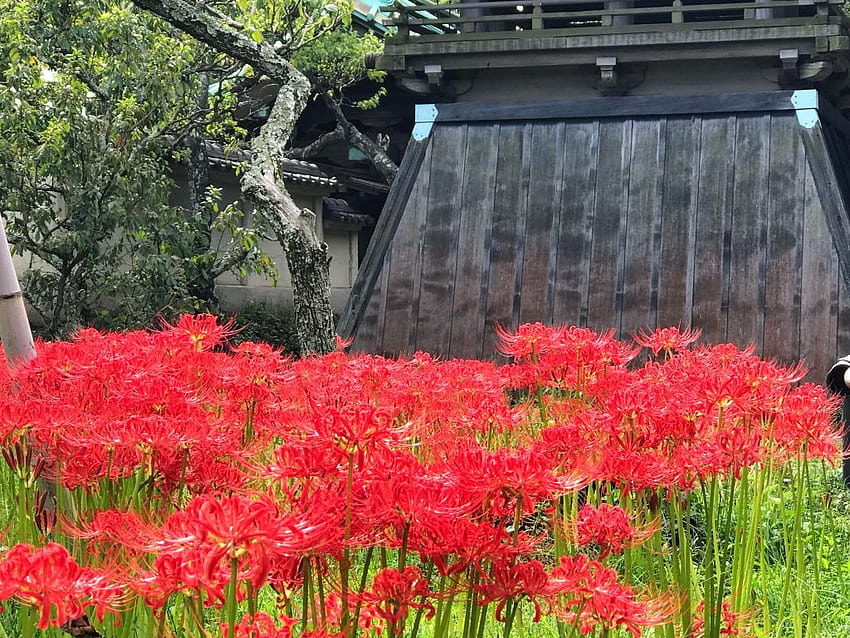 Kamakura'daki Eishoji tapınağında kırmızı örümcek zambağı, sarı örümcek zambağı HD duvar kağıdı
