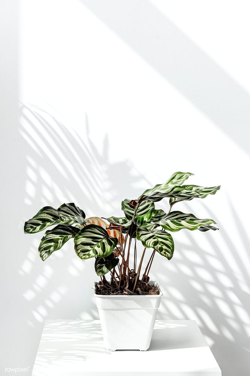 Vaso di Calathea Makoyana da un muro bianco, piante in vaso Sfondo del telefono HD